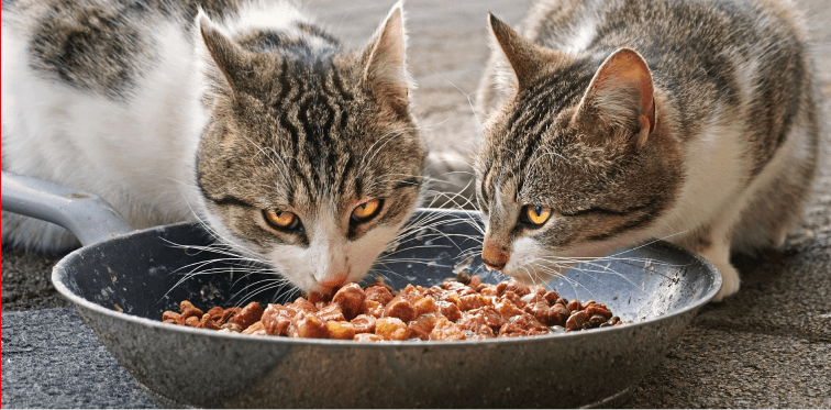Kattenvoer banner