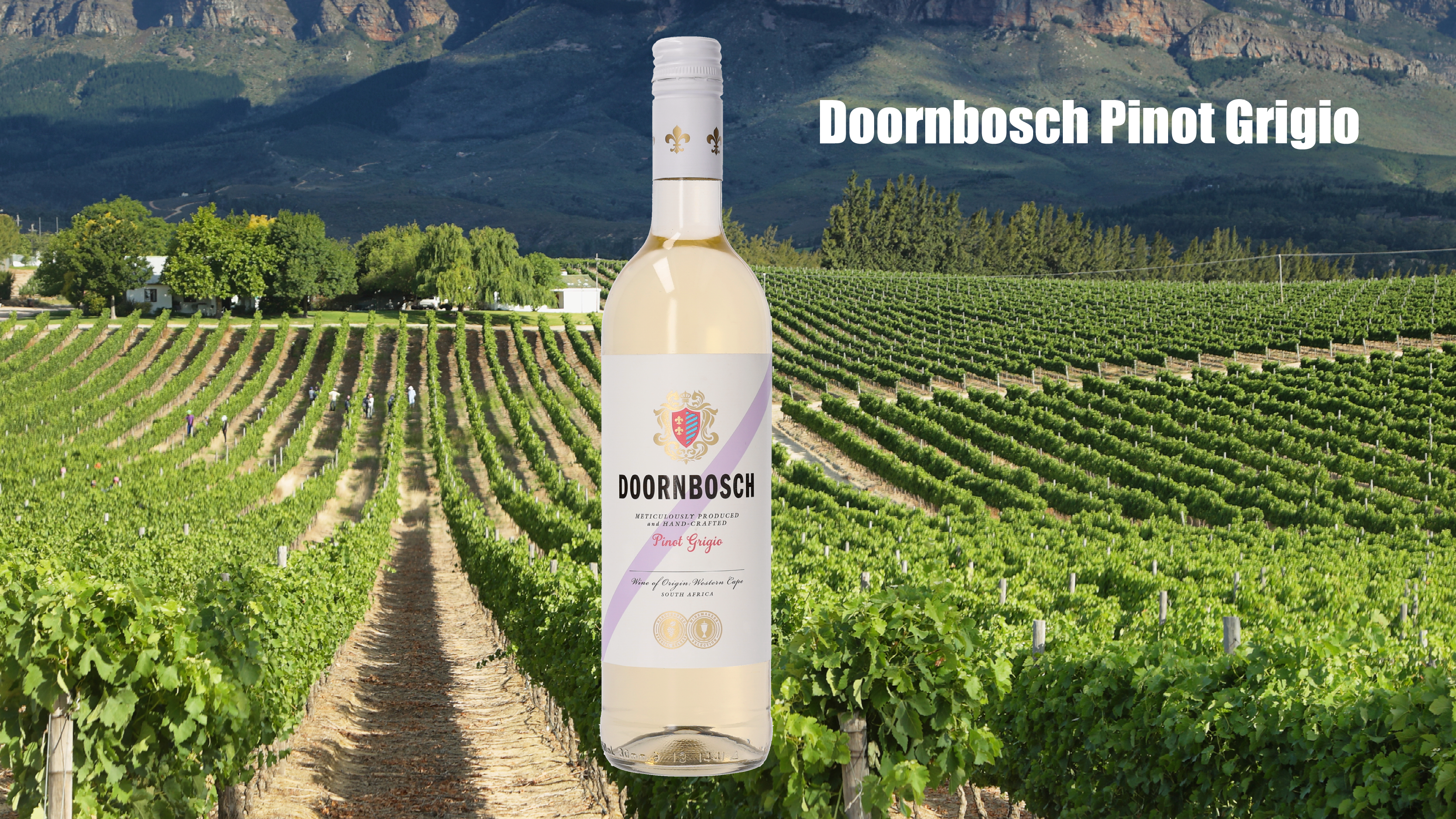 Foto Pinot Grigio
